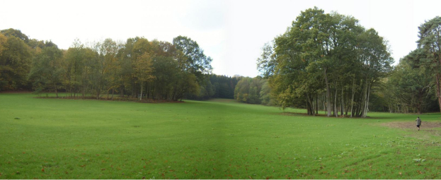 taille raisonnée d'arbres Yvelines 78