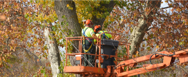 taille raisonnée d'arbres Yvelines 78