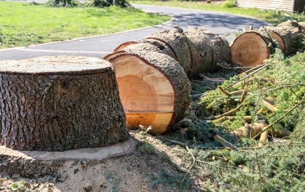 Abattage d'arbre par technique de démontage avec rétention